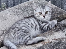 Zwei wunderschöne Bengal-BKH-Mix Katzenmädchen sind ab sofort abgabebereit