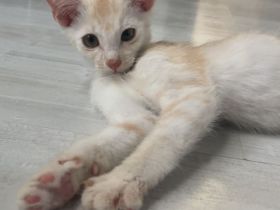 Maine-coon Mix kitten