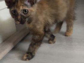 Maine-coon Mix kitten