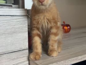 Maine-coon Mix kitten