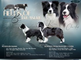 Border Collie Welpen aus FCI-Zucht – Fields of Treasure „B“-Wurf