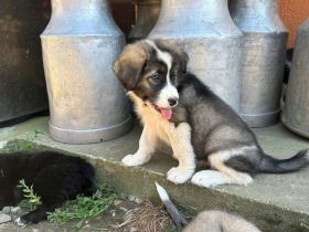 Casimir sucht ein ländliches Zuhause