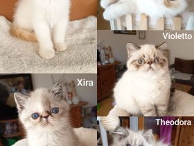 Süße Pointkitten
