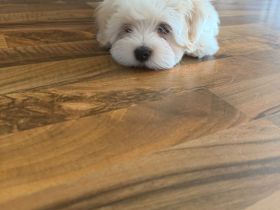 Süße Malteser-Yorkshire-Terrier-Mix-Welpen