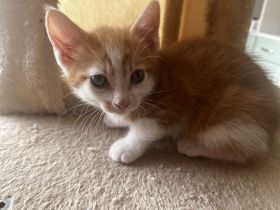 3 Katzenbabys