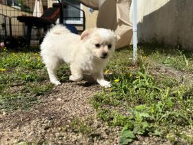 Unsere 2 kleinen männlichen Chihuahua Welpen suchen ihr großes Glück! ❤️