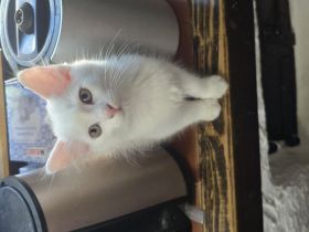 Weisse Türkisch Angora Mix Kitten abzugeben