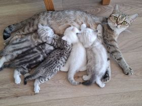 Britisch Kurzhaar (BKH) Kätzchen suchen ein liebevolles Zuhause ❤️🐾