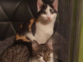 Katzen Schwestern suchen neuen Dosenöffner
