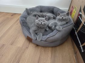 Britisch Shorthair Kitten