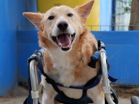 Ein großes Herz für Rollihund Peco gesucht
