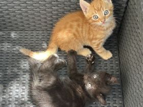 Katzenbaby
