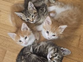 Zuckersüße BKH–Norwegische Waldkatzen Mix Kitten suchen ihr Für-immer-Zuhause 🐾❤️