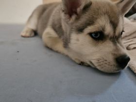 Huskymischlingswelpen