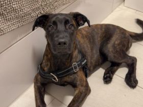 Cane Corso / Malinois