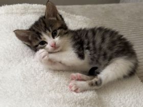Babykatzen