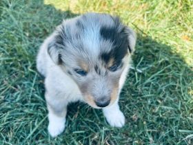 Australien Shepard Mini Sheltie mix
