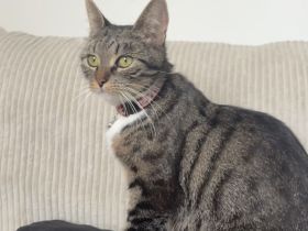 Katze abzugeben