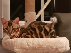Junges Bengal Kitten - reinrassig - Brown Spotted Tabby
