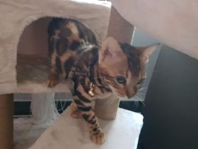 Junges Bengal Kitten - reinrassig - Brown Spotted Tabby