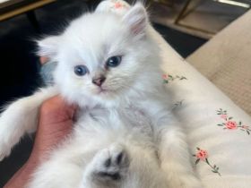 Abgabe bereit noch 3 Bkh kitten übrig