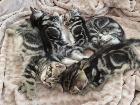 ღ Reinrassige Britisch Kurzhaar BKH Kitten Black Golden Silver Tabby Classic Whiskas
