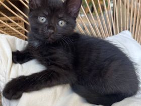 Katzenbabys Kitten