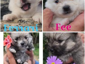 zuckersüße Pomeranianwelpen