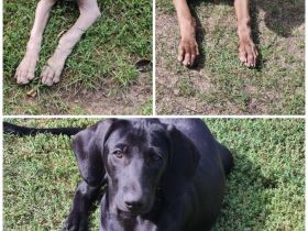 Mischlingswelpen Weimaraner