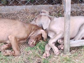 Weimaraner Mix Welpen