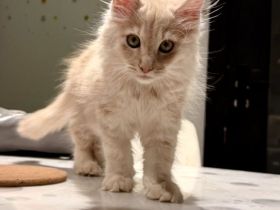 Mainecoon kitten männlich