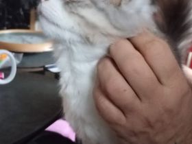 Phillip sucht ein neues zuhause