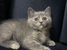 Bkh kitten zu verkaufen 🐾 abholbereit
