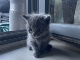 BKH Kitten