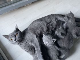 BKH Kitten