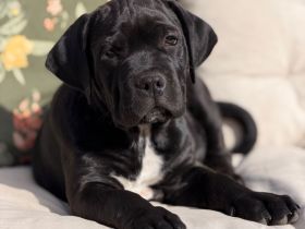Cane Corso x American Bully XL Welpen