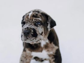 Cane Corso x American Bully XL Welpen