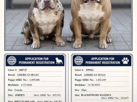 American Bully Pärchen – nur zusammen in gute Hände 🐾