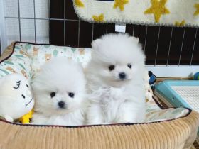 Kleine Pomeranian-Welpen