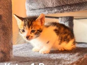 6 Bengal Kitten