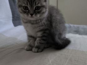 Britisch Kurzhaar Kätzchen ("Whiskas"-Kitten) ab sofort; geimpft (1/3) und entwurmt