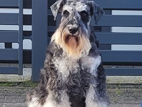 Zwergschnauzer Hündin Schwarz-Silber