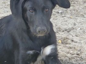 Unsere 4 Labradormischlingshündinnen suchen noch ein Zuhause