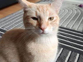 Kater sucht ein neues zuhause