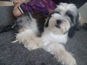 Snoopy  sucht Dich