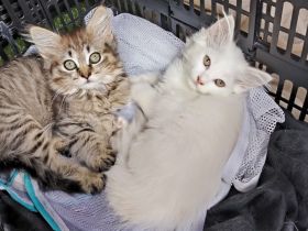 4 süße Katzenmädchen / Babykatzen suchen ein neues Zuhause