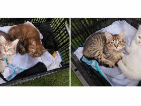 4 süße Katzenmädchen / Babykatzen suchen ein neues Zuhause