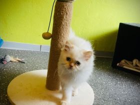 ABGABEBEREIT! PerserKitten mit Nase - geimpft, gechipt, 4-fach entwurmt - inkl. großem Starterpaket