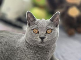 🐾 BKH Kitten 🐾
