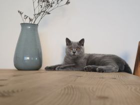 🐾 BKH Kater 6 Monate 🐾